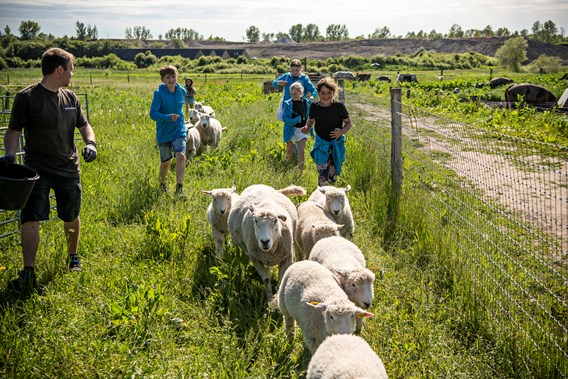 Dyrskuer i 4H - nu og i fremtiden